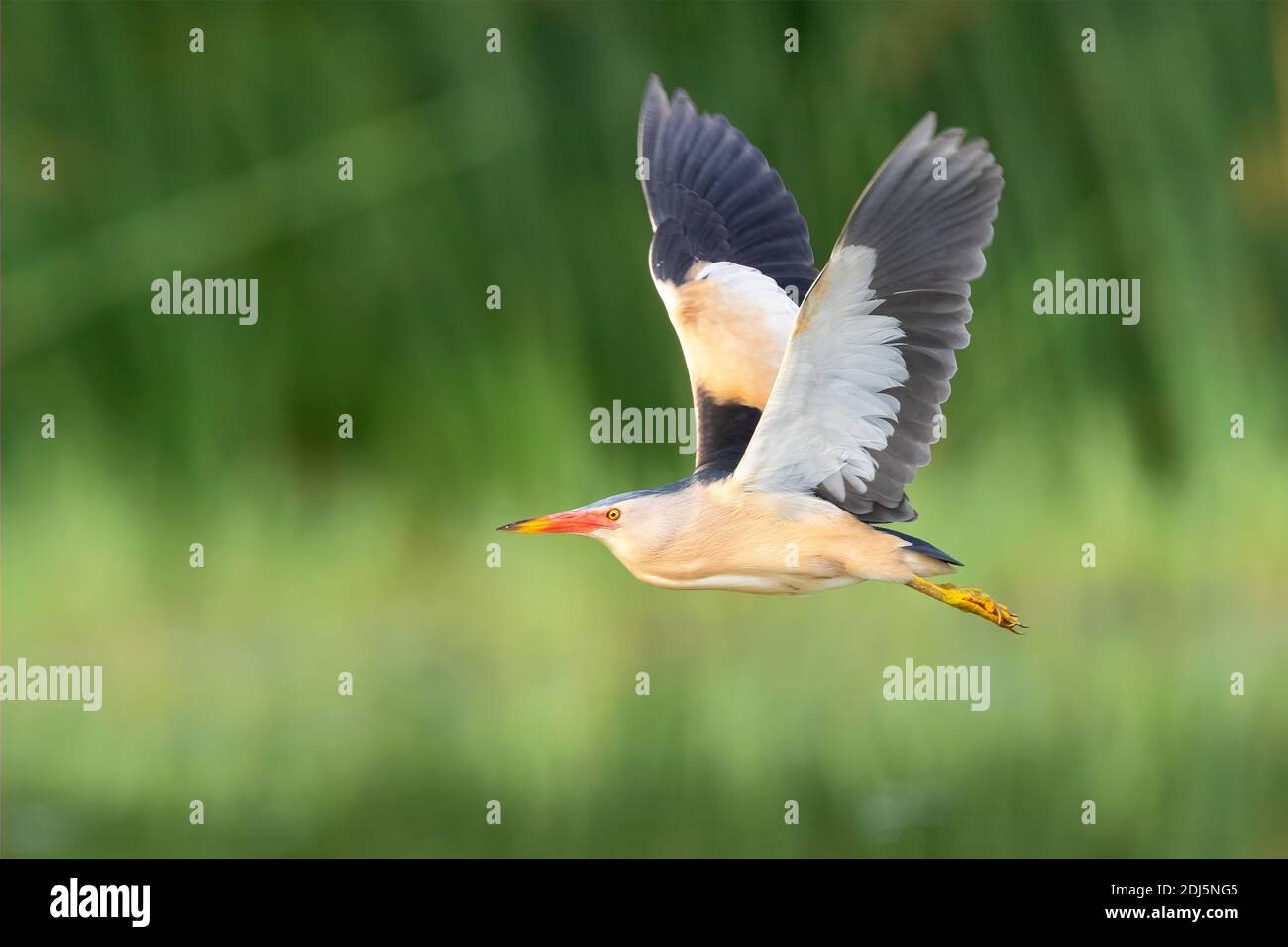 Kleine Bittern (Ixobrychus minutus), Seitenansicht eines erwachsenen Mannes im Flug, Kampanien, Italien Stockfoto