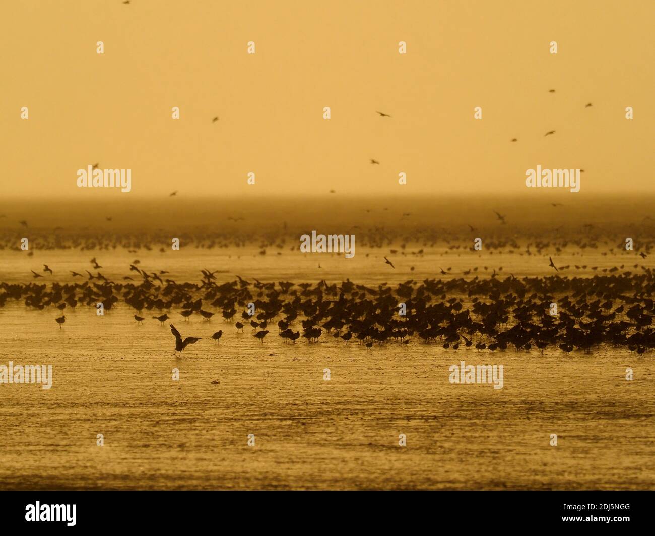 Watvögel gemischt. Knoten, Austernfischer, Schwarzschwanzgodwits, RSPB Snettisham Reserve, Norfolk, Oktober 2020 Stockfoto