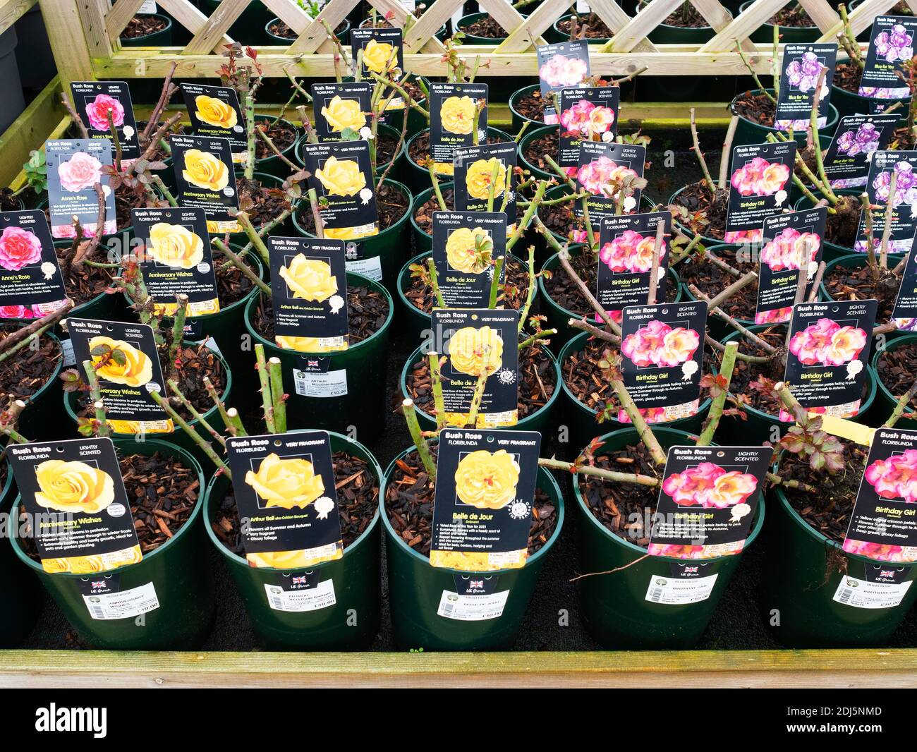 Buschrosen Floribunda mehrere Arten und Farben zum Verkauf in Ein Yorkshire Gartencenter Stockfoto