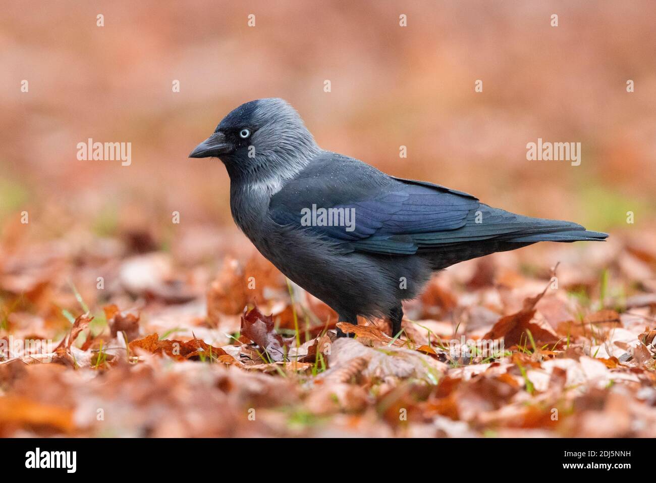 Westjackdaw (Coloeus monedula), Seitenansicht eines Erwachsenen, der auf dem Boden steht, Woiwodschaft Masowien, Polen Stockfoto