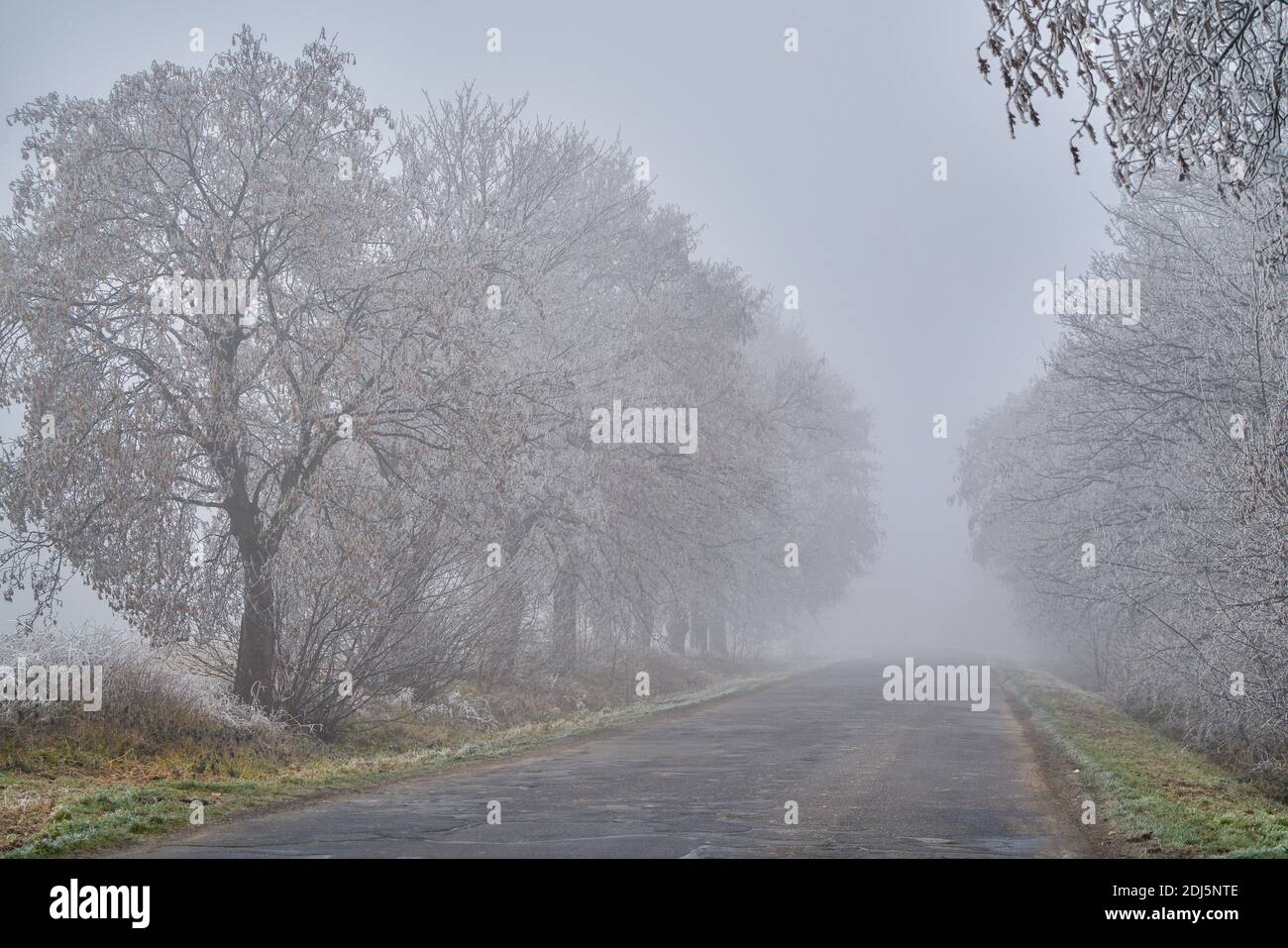 Herbstlandschaft im Dezember Nebel, bedeckt mit Reif und Frost Niederschlesien Polen Stockfoto