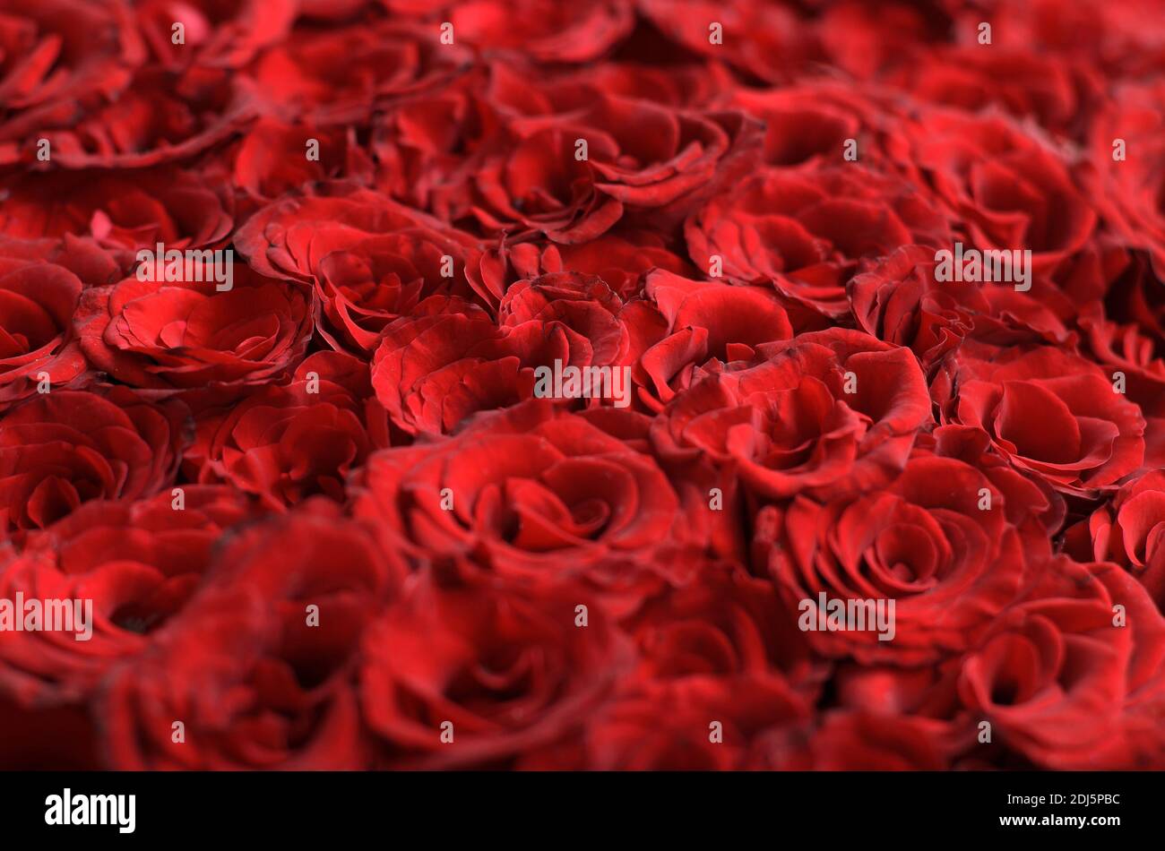 Hintergrund von vielen roten Rosen, Muster, Textur Stockfoto