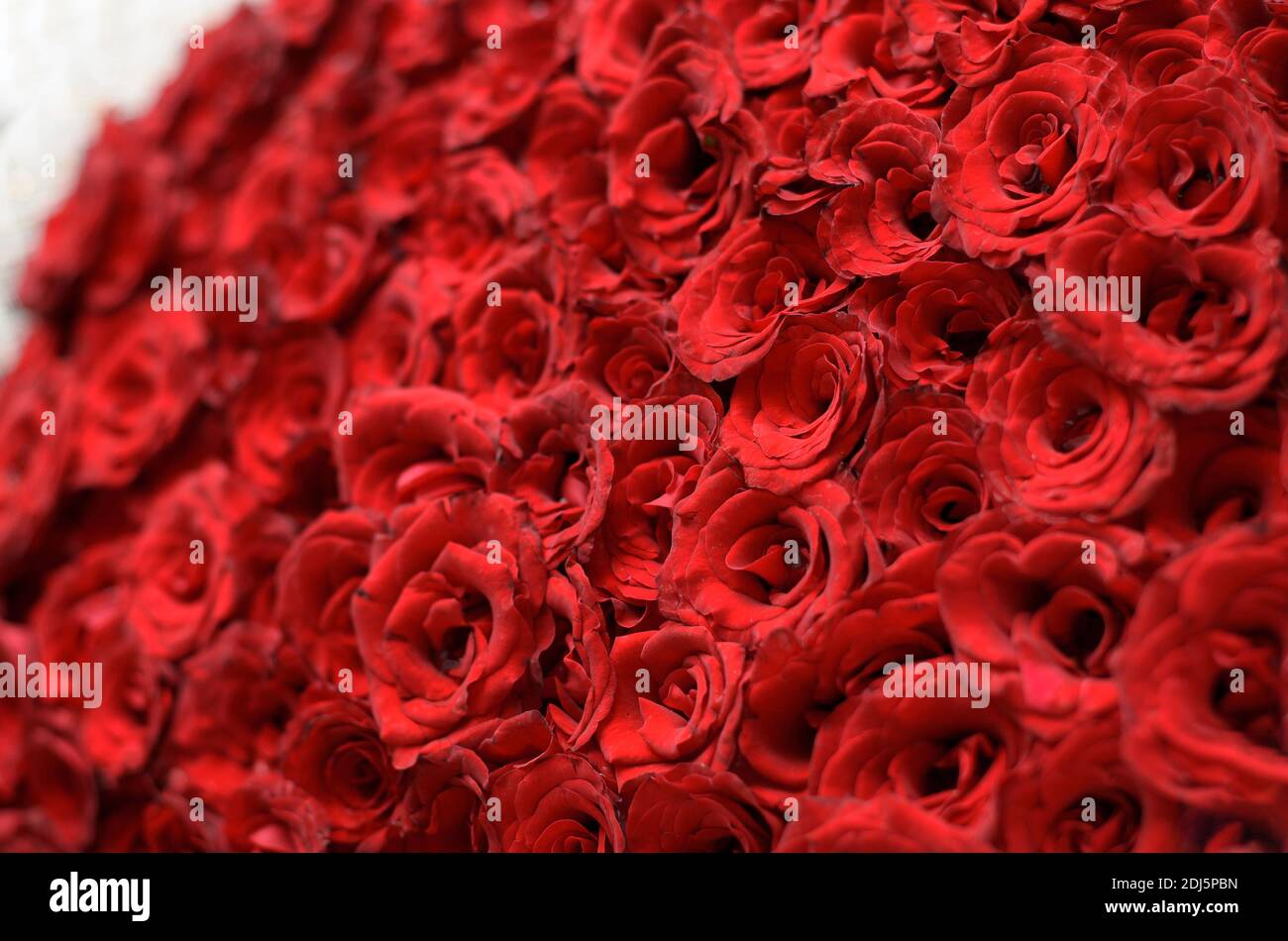 Rote Rosen Nahaufnahme, Hintergrund, Muster Stockfoto