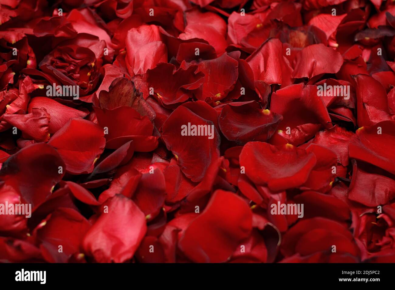 Rote Rose Blütenblatt Hintergrund, Textur, Muster Stockfoto