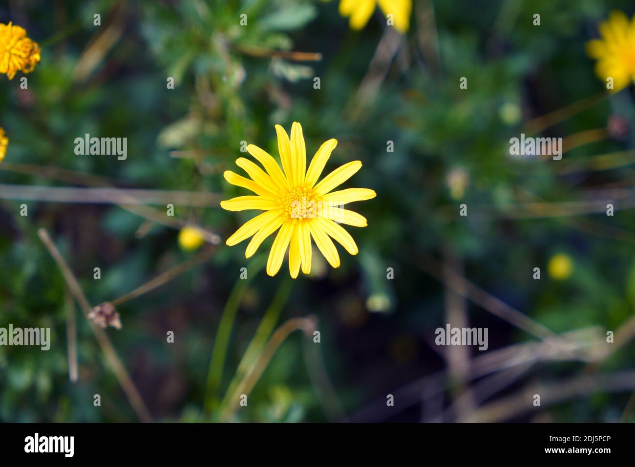 Schöne goldene Blume auf grünem Gras. Daisy-Konzept. Stockfoto