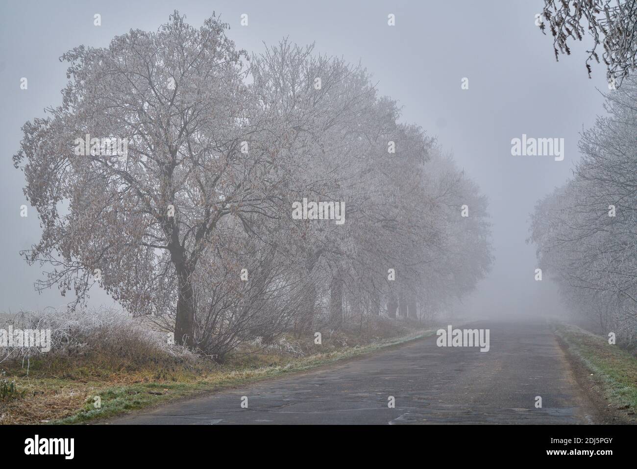 Herbstlandschaft im Dezember Nebel, bedeckt mit Reif und Frost Niederschlesien Polen Stockfoto