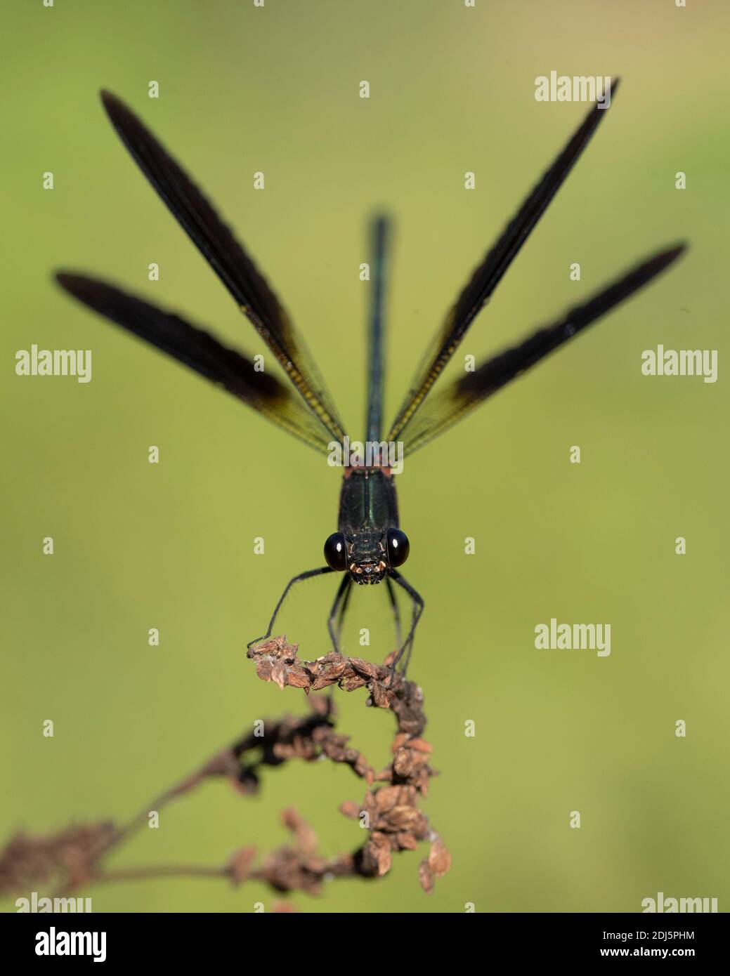 Kupferdemoiselle (Calopteryx splendens), Vorderansicht eines erwachsenen Mannes, der seine Flügel ausbreitet, Kampanien, Italien Stockfoto