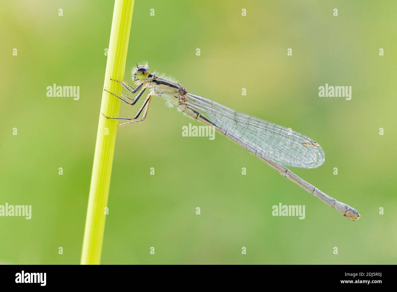 Blauschwänzige Damselfliege (Ischnura elegans), Seitenansicht eines auf einem Stamm sitzenden Weibchens, Kampanien, Italien Stockfoto