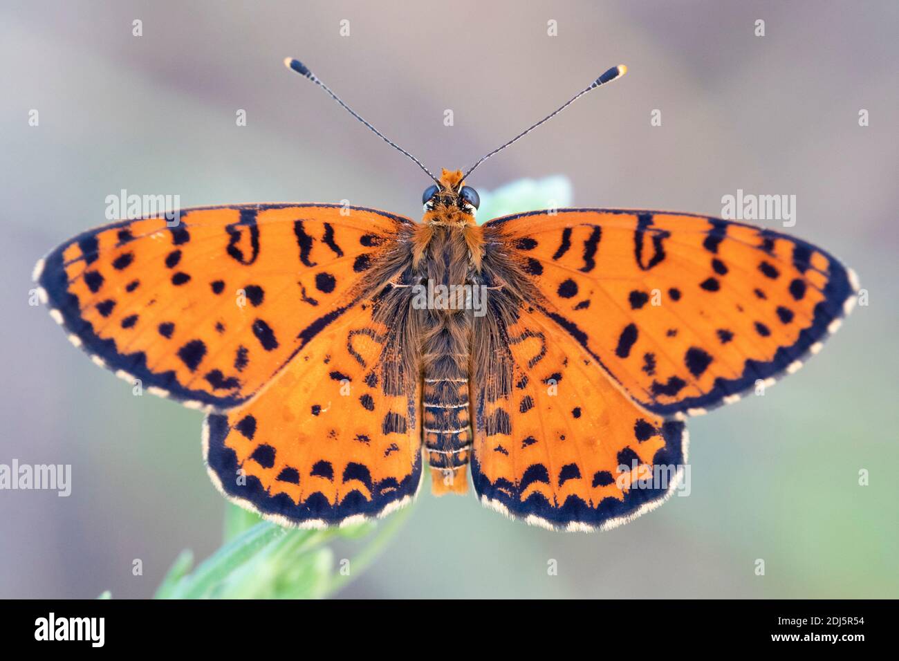 Gefleckte Fritillarie (Melitaed didyma), erwachsen mit geöffneten Flügeln, Kampanien, Italien Stockfoto