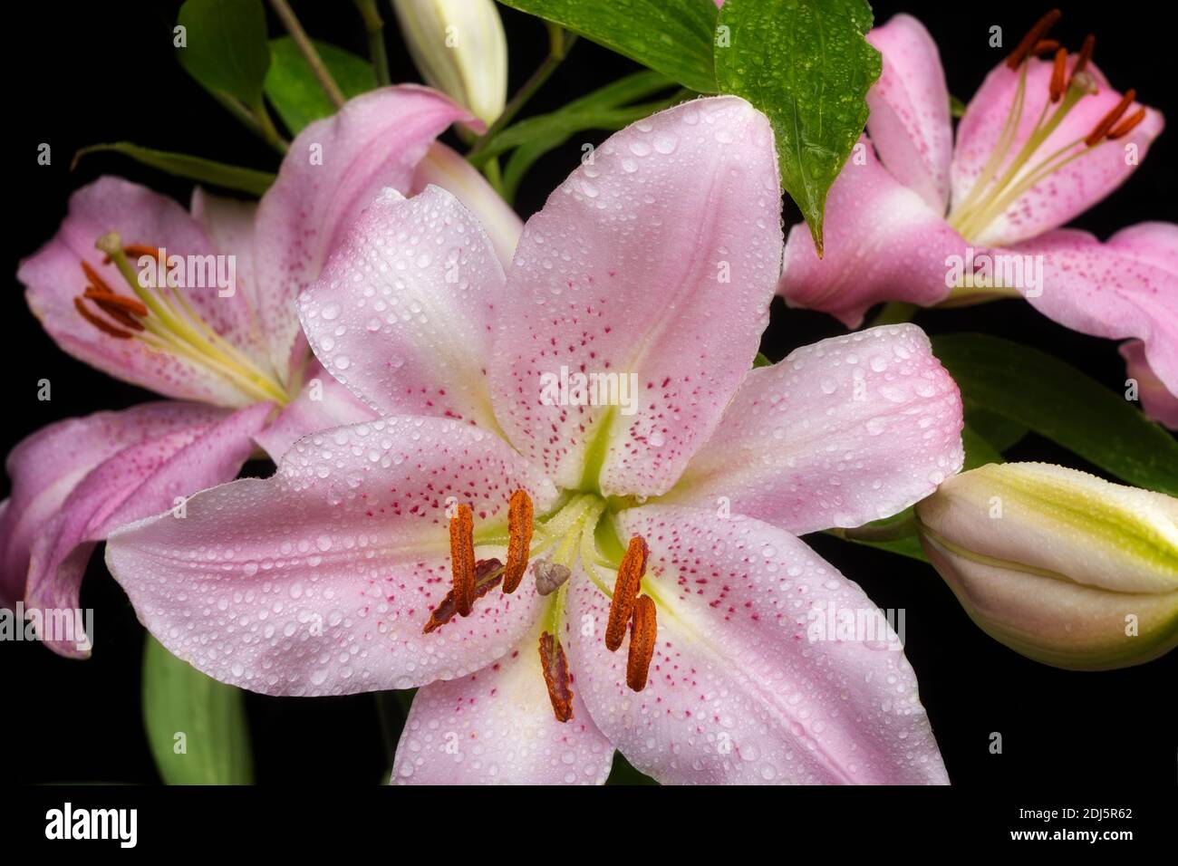 Nahaufnahme von lilly mit Regentau. Stockfoto