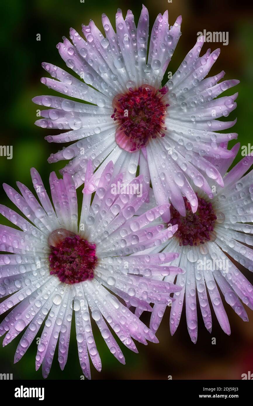 Nahaufnahme von Livingstone Daisy mit Regentropfen Stockfoto