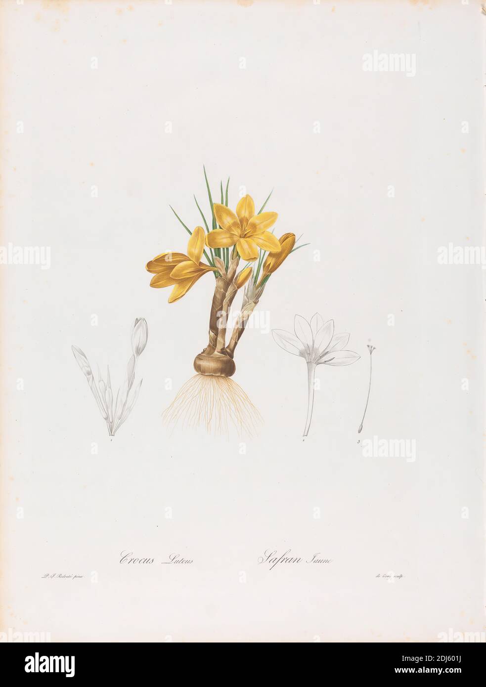 Crocus Luteus (Crocus Aureus oder Goldener Crocus) und Safran Jaune, Platte 196 aus Les Liliacées, Band 4, Paris, 1802-1816, Pierre-Joseph Redouté, 1759–1840, französisch von flämischer Geburt, zwischen 1802 und 1816, Farbdruck-Stippstich mit Handkolorierung auf mittlerem, leicht strukturiertem, cremefarbenem Webpapier, Blatt: 23 × 17 1/2 Zoll (58.4 × 44.5 cm), botanisches Thema, Blumen (Pflanzen), Stillleben, Studie (visuelle Arbeit Stockfoto