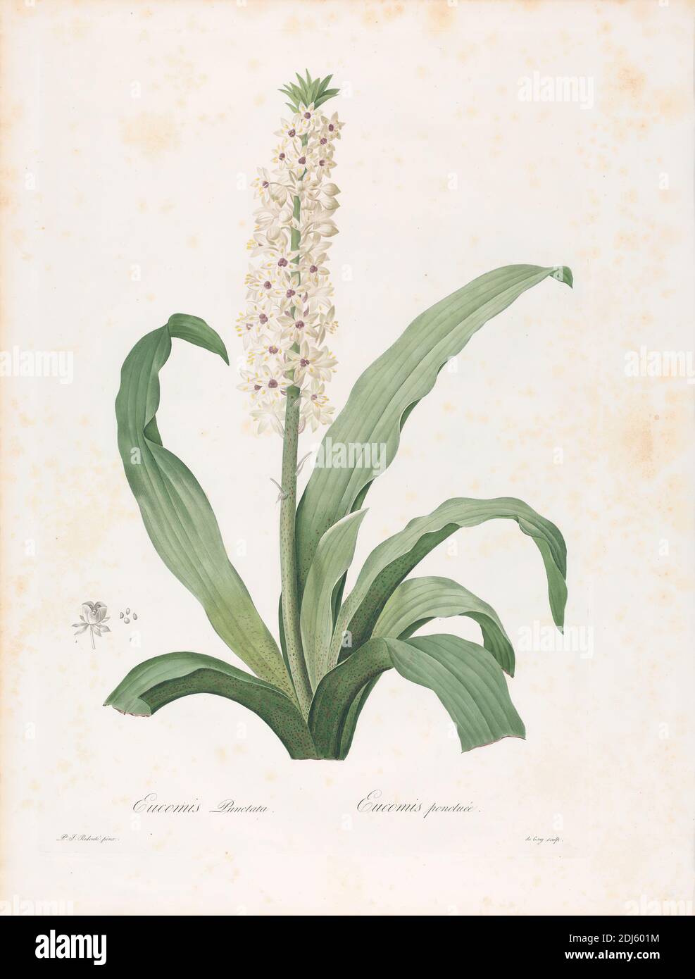 Eucomis punctata, Platte 208 von Les Liliacées, Band 4, Paris, 1802-1816, Pierre-Joseph Redouté, 1759–1840, französisch von flämischer Geburt, undatiert, Farbdruck-Stippstich mit Handkolorierung auf Medium, leicht strukturiert, cremefarbenes Webpapier, Blatt: 23 × 17 1/2 Zoll (58.4 × 44.5 cm), botanisches Thema, Blume (Pflanze), Stillleben, Studie (visuelle Arbeit Stockfoto