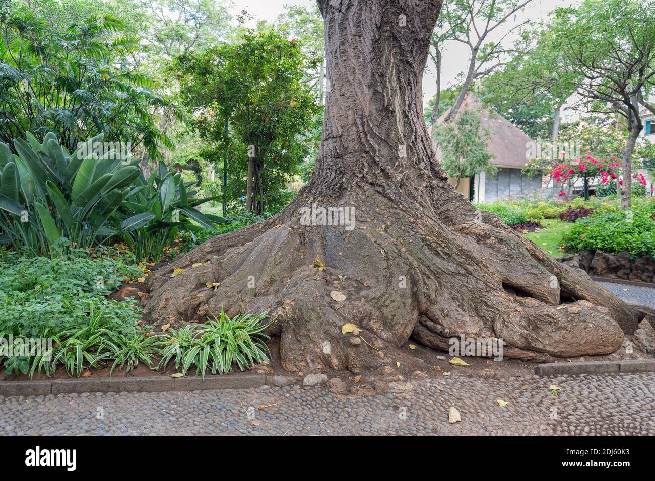 Gewöhnlicher Korallenbaum im Jardim Municipal de Funchal, Madeira Stockfoto