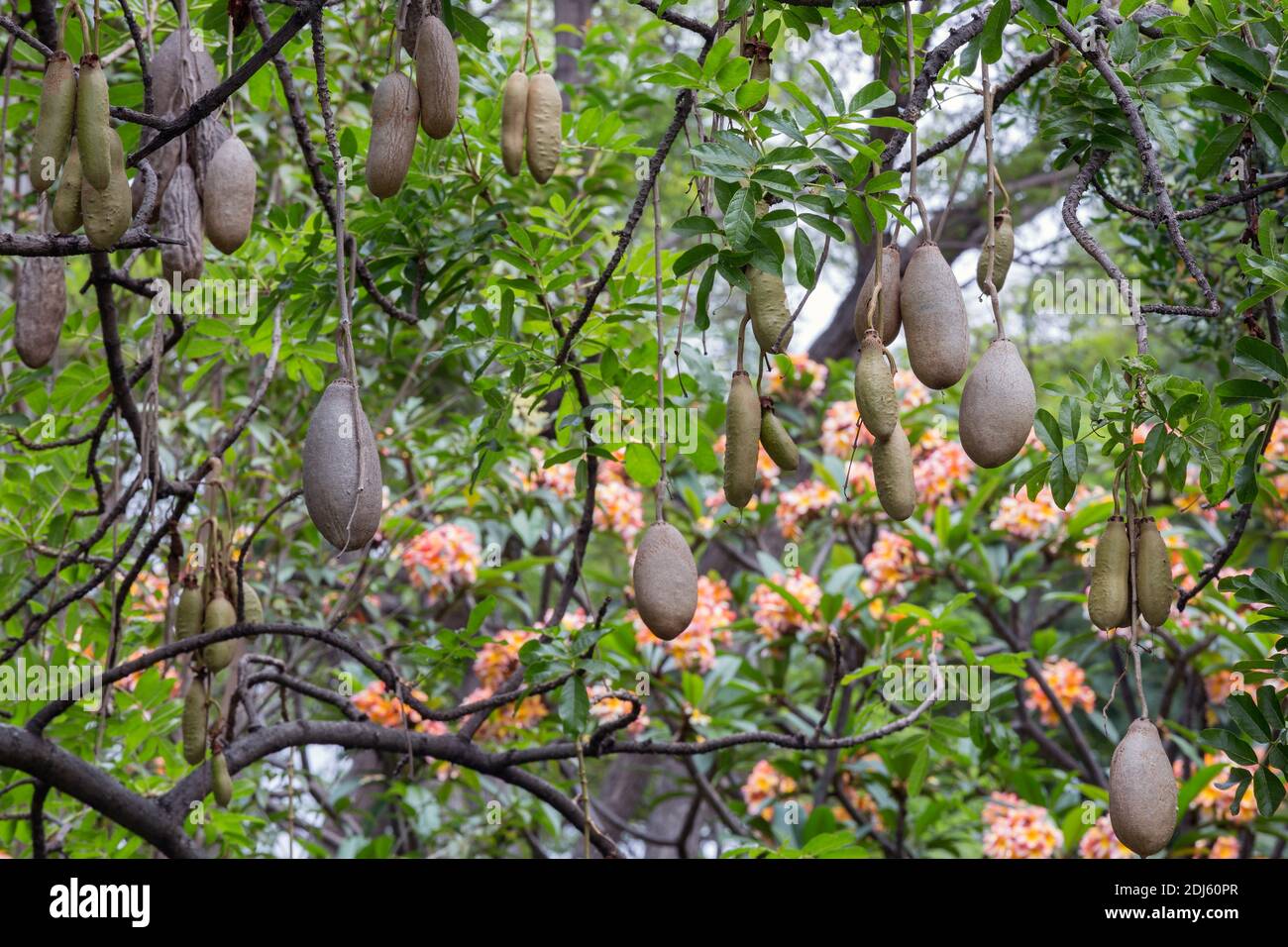Baumfrüchte kigelia africana in Jardim Municipal de Funchal, Madeira Stockfoto