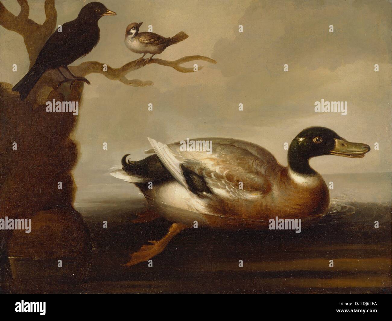 Mallard Duck and Other Birds, unbekannter Künstler, 18. Jahrhundert, ehemals Francis Barlow zugeschrieben, ca. 1626–1704, britisch, ehemals Marmaduke Cradock zugeschrieben, 1660–1716, britisch, ca. 1700, Öl auf Leinwand, Unterstützung (PTG): 21 3/4 x 28 Zoll (55.2 x 71.1 cm), Tierkunst, Vögel, schwarz, Zweig, Ente, Wasser Stockfoto