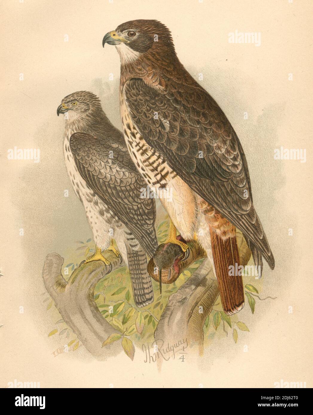 Platte 07, The Red-tailed Hawk- Chromolithographierte Platte aus dem Buch „The Hawks and Owls of the United States in their Relation to Agriculture“ aus dem Jahr 1893 Stockfoto