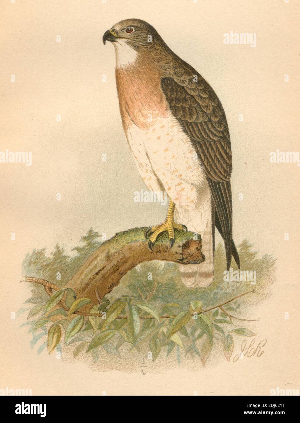 Platte 09, Swainson's Hawk- Chromolithographierte Platte aus dem Buch „The Hawks and Owls of the United States in their Relation to Agriculture“ von 1893 Stockfoto