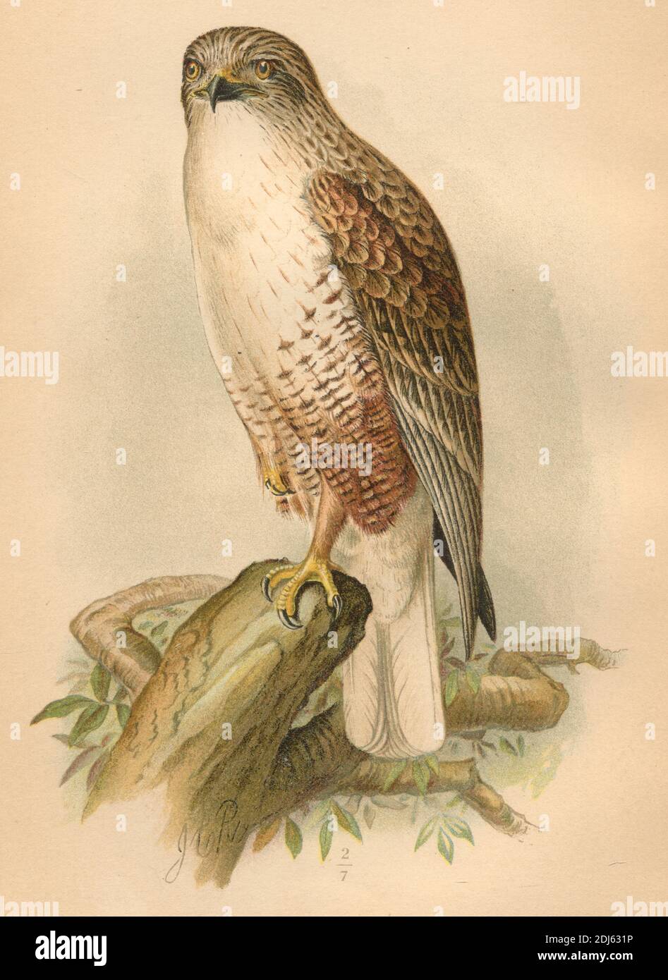 Platte 12, The Ferruginous Rough-Leg - Chromolithographierte Platte aus dem Jahr 1893 Buch The Hawks and Owls of the United States in Their Relation to Agriculture Stockfoto