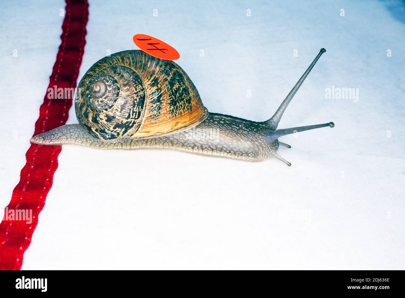 Schneckenweltmeisterschaften 2013 in Congham, england: Stockfoto