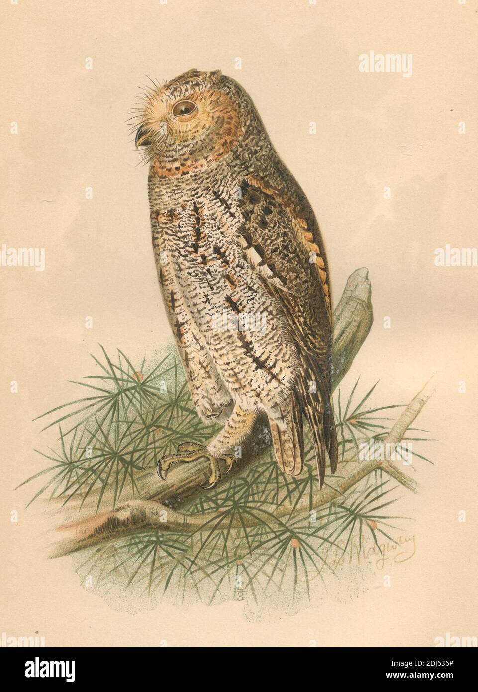 Platte 26, die Zwerg-Sieb-Eule - chromolithographierte Platte aus dem Buch 'die Hawks and Owls of the United States in their Relation to Agriculture' aus dem Jahr 1893 Stockfoto