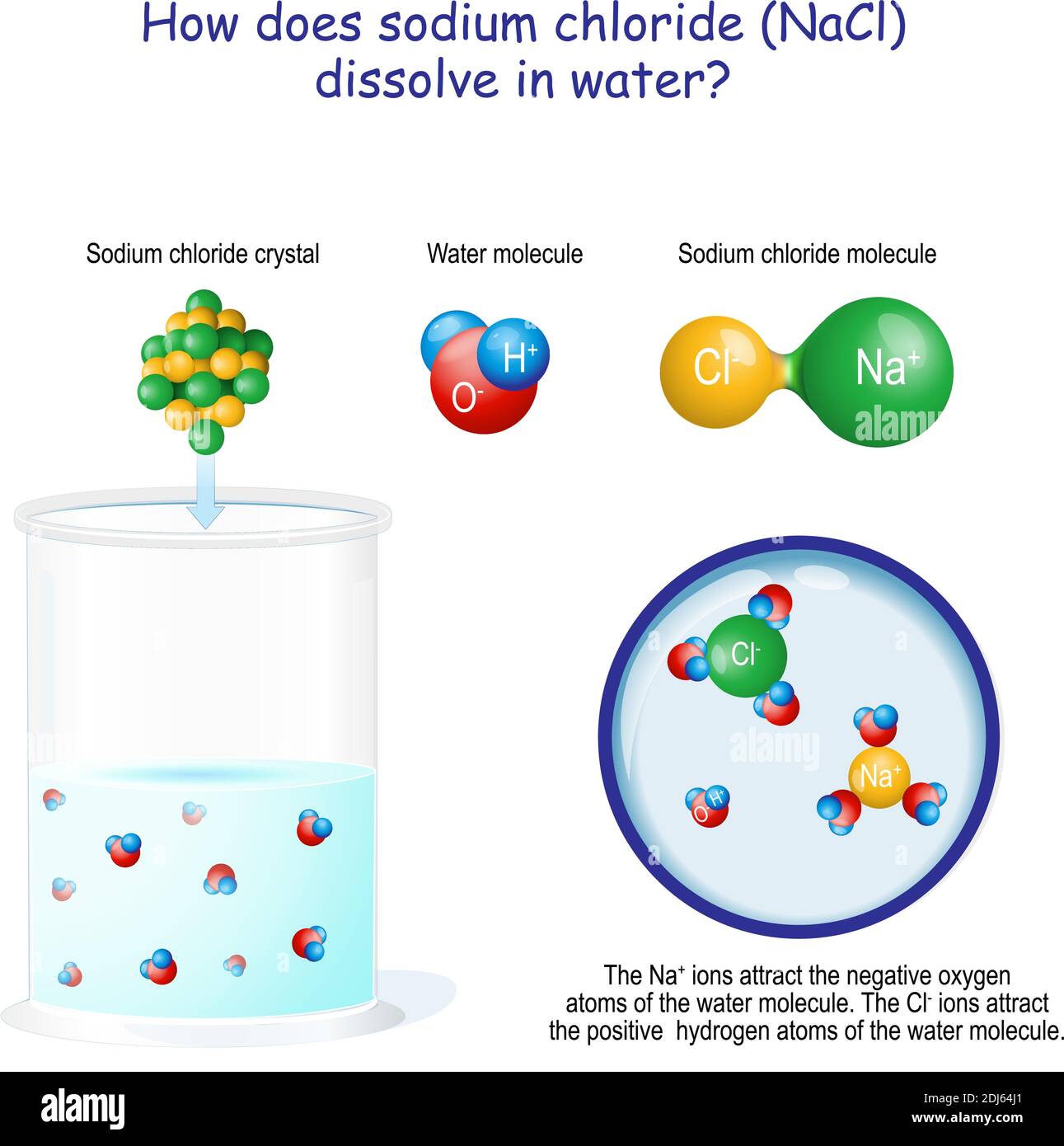 Wie löst sich Natriumchlorid (NaCl) in Wasser auf? Die Na-Ionen ziehen die negativen Sauerstoffatome des Wassermoleküls an Stock Vektor