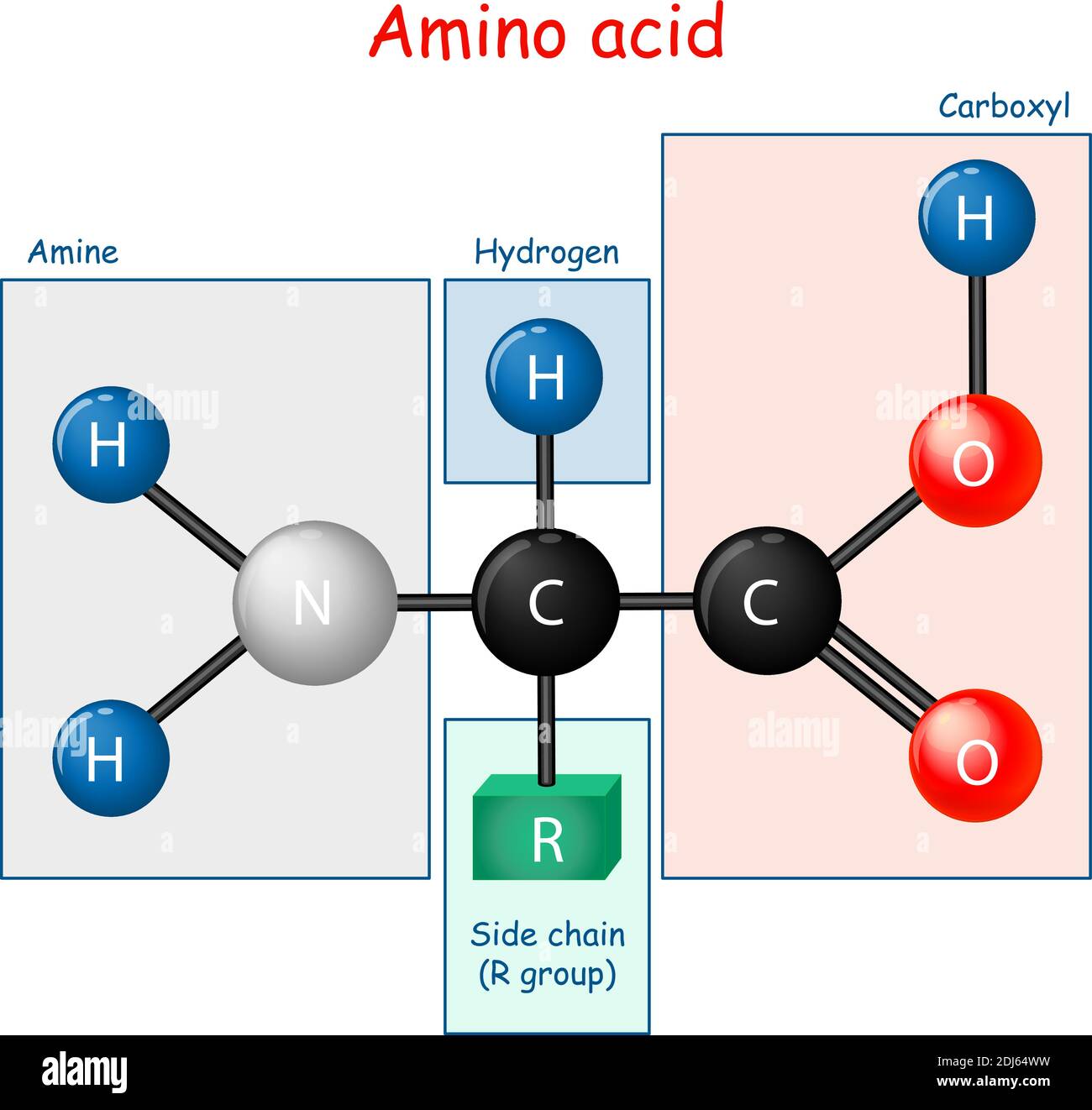 Aminosäure. Strukturformel und Modell des Moleküls. Vektordiagramm für pädagogische und wissenschaftliche Nutzung Stock Vektor