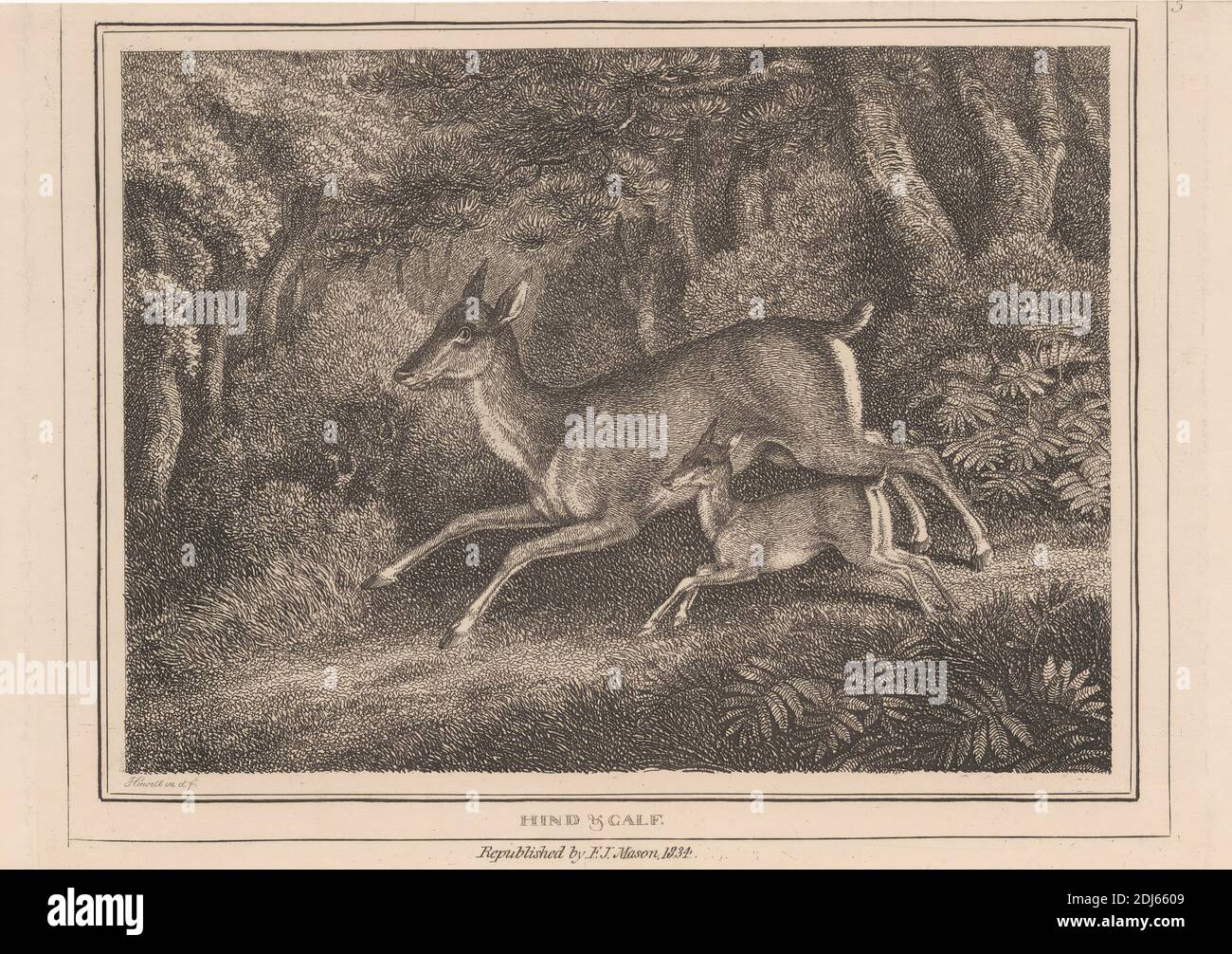 Hind and Calf, Druck von Samuel Howitt, 1756–1822, British, 1834, Radierung auf mittelschwerem, leicht strukturiertem, cremefarbenen Wove-Papier Stockfoto Hind and Calf, Druck von Samuel Howitt, 1756–1822, British, 1834, Radierung auf mittelschwerem, leicht strukturiertem, cremefarbenen Wove-Papier Stockfoto