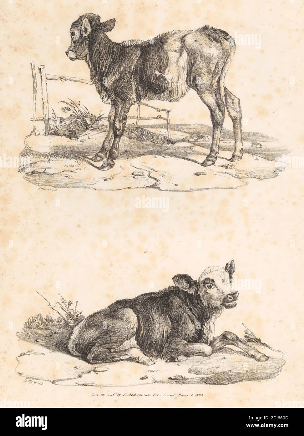 Untitled Images of Livestock, Print Made by Henry Walter, 1786–1849, British, Published by Rudolf Ackermann, 1764–1834, British, 1824, Lithographie auf mittlerem, leicht strukturiertem, cremefarbenem Wove-Papier Stockfoto