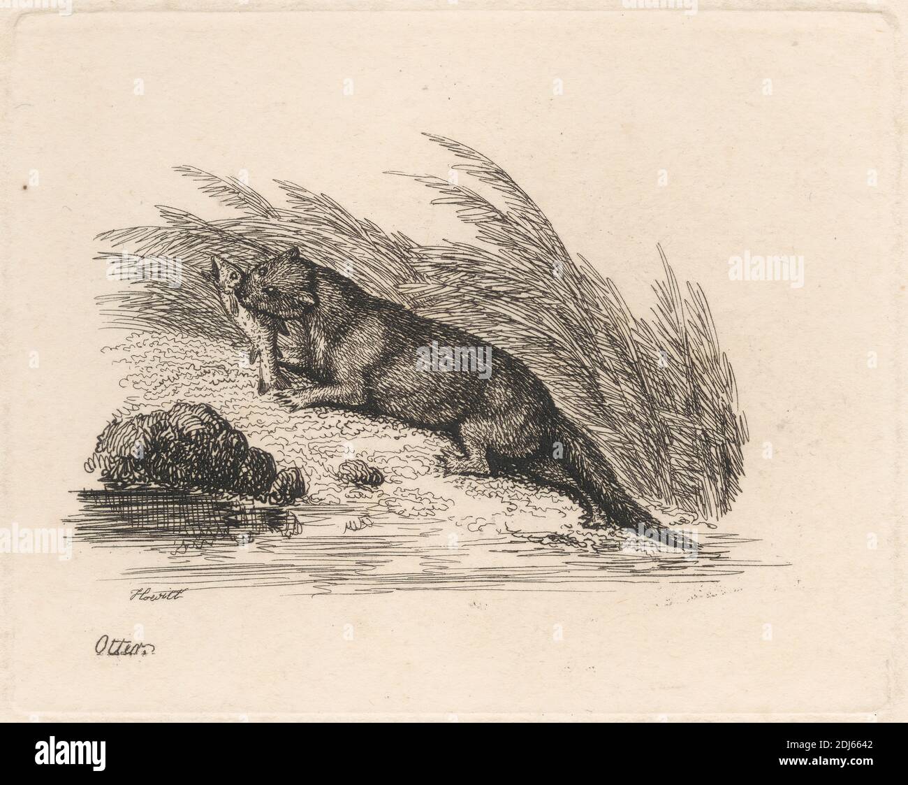 Otter, Druck von Samuel Howitt, 1756–1822, British, 1812, Radierung auf mittelschwerem, leicht strukturiertem, cremefarbenen Wove-Papier Stockfoto Otter, Druck von Samuel Howitt, 1756–1822, British, 1812, Radierung auf mittelschwerem, leicht strukturiertem, cremefarbenen Wove-Papier Stockfoto