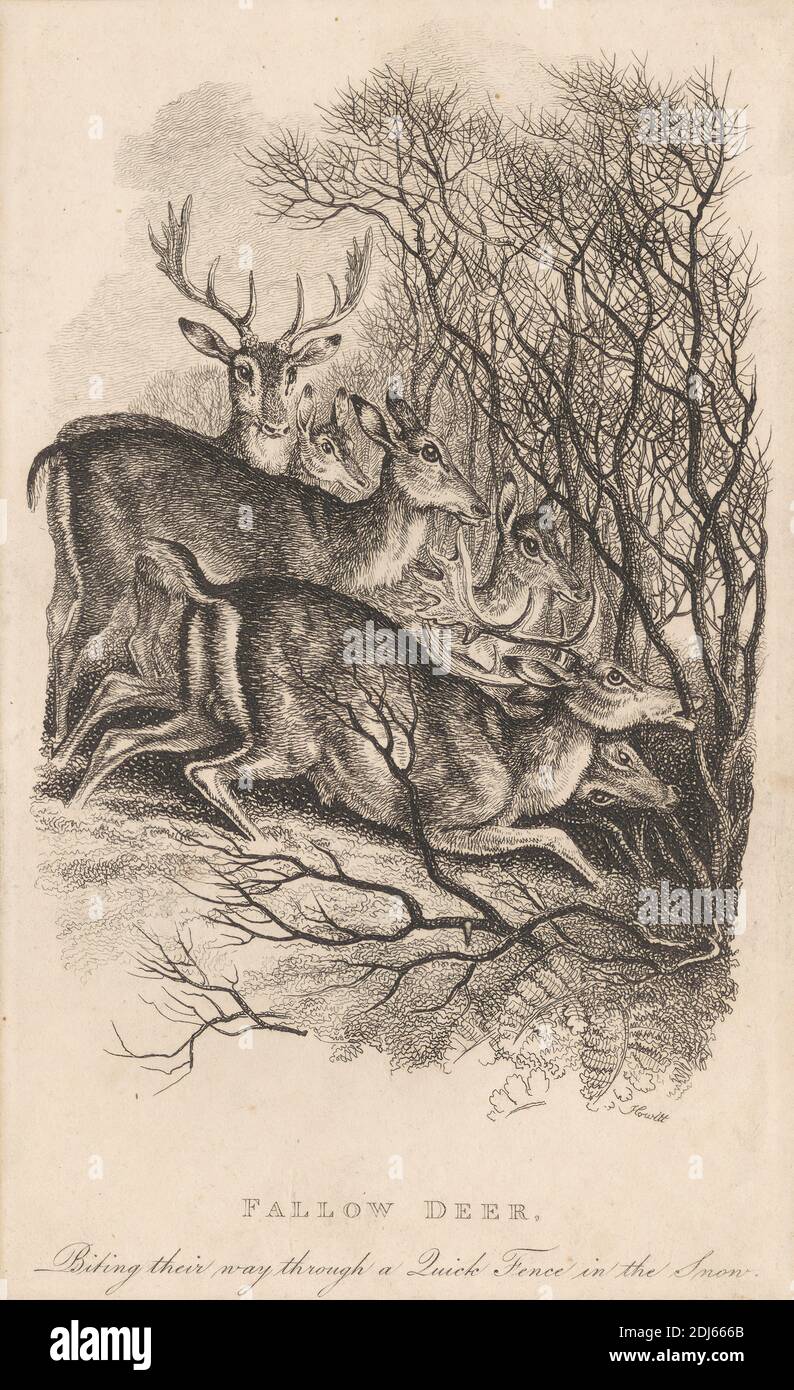 Faallow Deer, Druck von Samuel Howitt, 1756–1822, British, 1819, Radierung auf mittelschwerem, leicht strukturiertem cremefarbenen Papier Stockfoto Faallow Deer, Druck von Samuel Howitt, 1756–1822, British, 1819, Radierung auf mittelschwerem, leicht strukturiertem cremefarbenen Papier Stockfoto