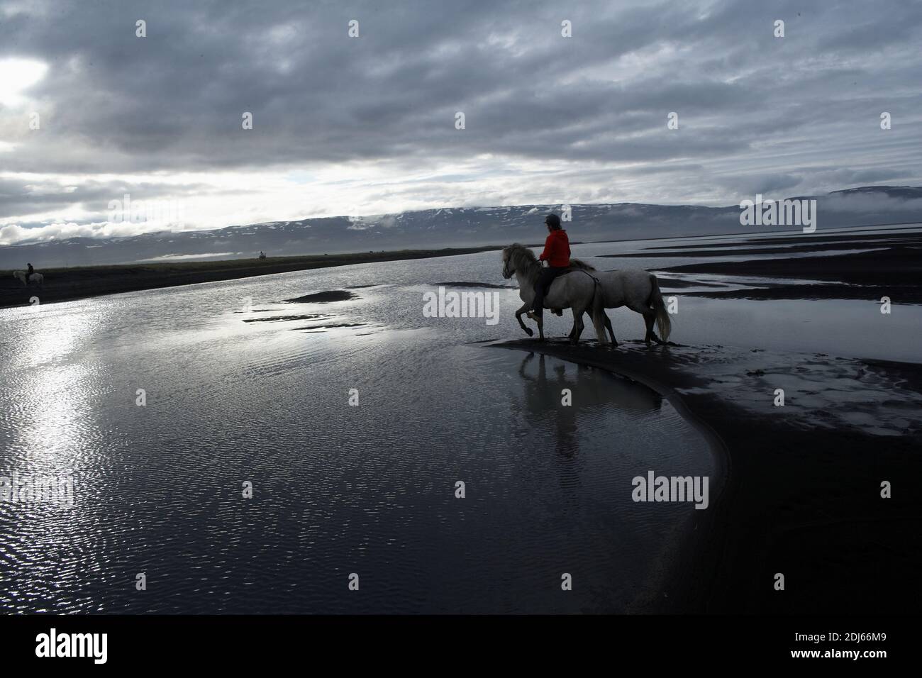 Island / Ostisland/Husey/ der Bauernhof bietet kurze und lange Wanderungen zu Pferd in Richtung Dünen und Meer.' Stockfoto