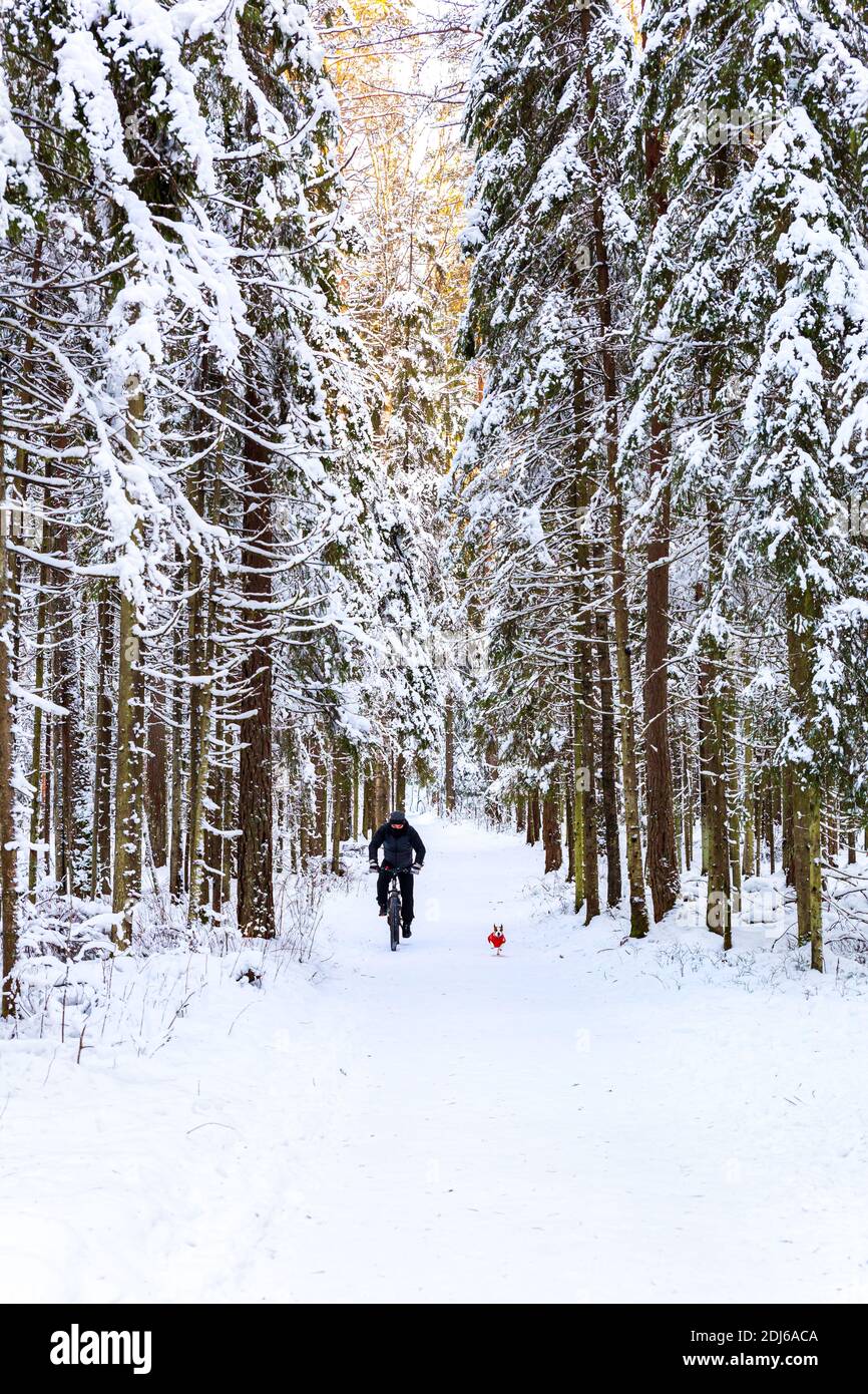 Ein Mann in einer Schutzmaske fährt mit dem Fahrrad durch einen winterverschneiten Wald, ein Hund läuft in der Nähe. Aktiver Lebensstil. Stockfoto