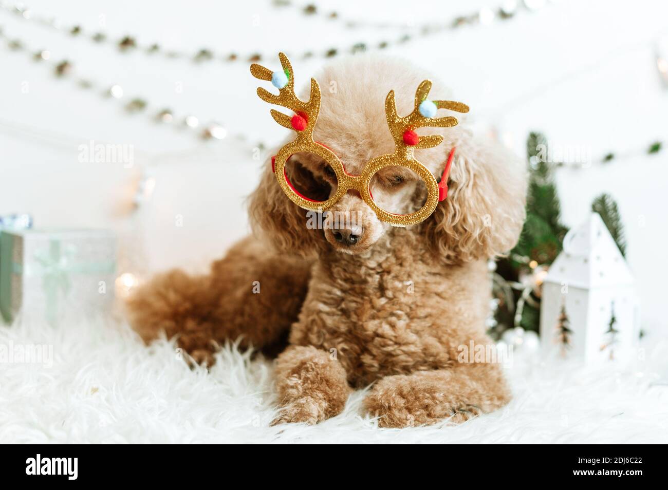 Hund Aprikosen Pudel in Neujahr Dekorationen bereit für Weihnachten Party Stockfoto