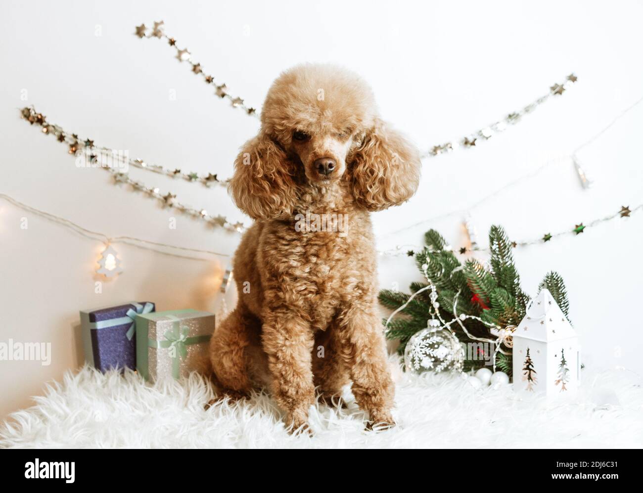 Hund Aprikosen Pudel in Neujahr Dekorationen bereit für Weihnachten Party Stockfoto