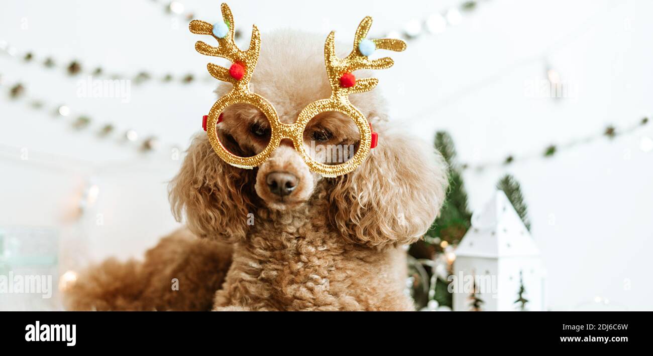 Hund Aprikosen Pudel in Neujahr Dekorationen bereit für Weihnachten Party Stockfoto