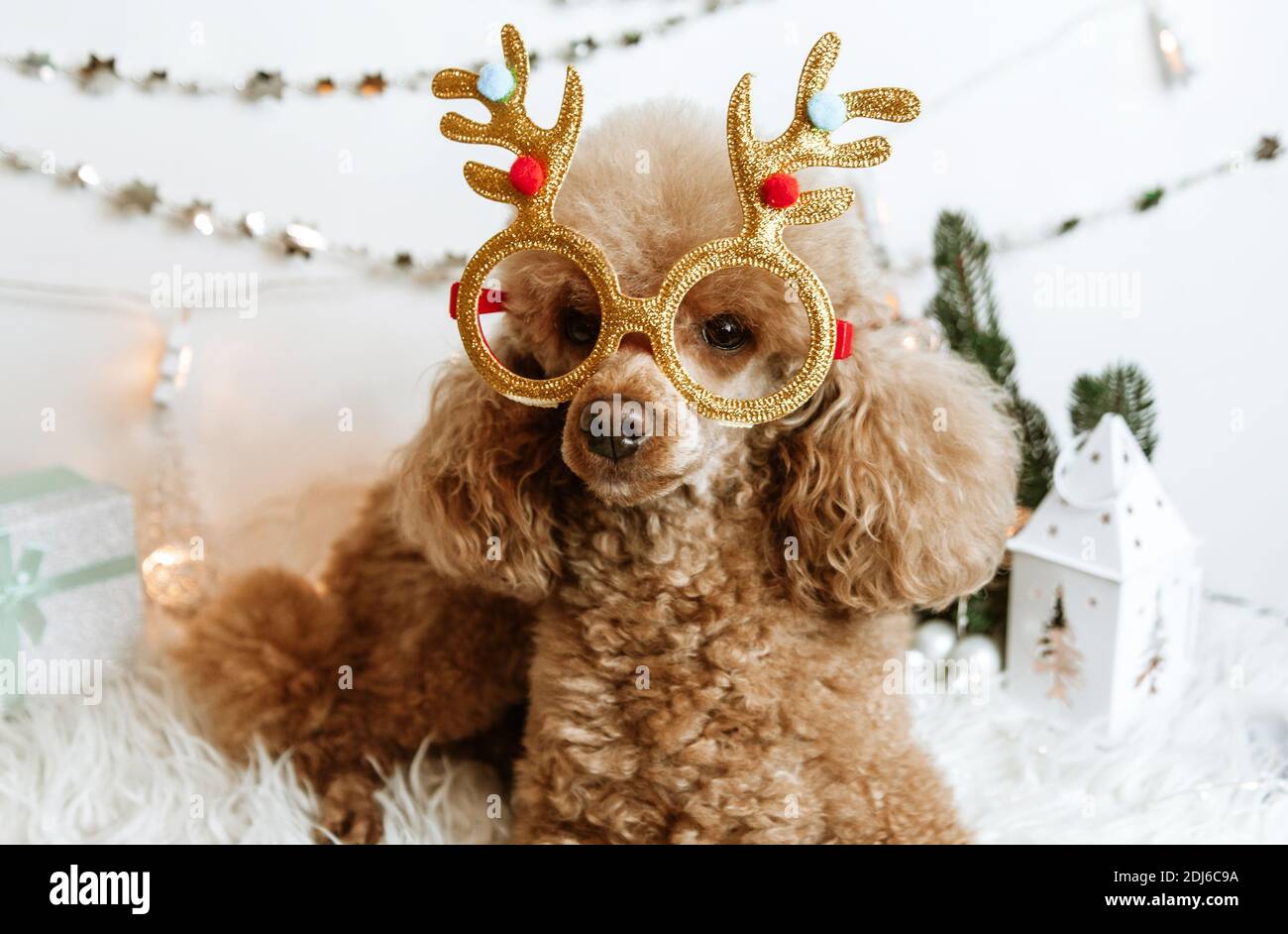 Hund Aprikosen Pudel in Neujahr Dekorationen bereit für Weihnachten Party Stockfoto