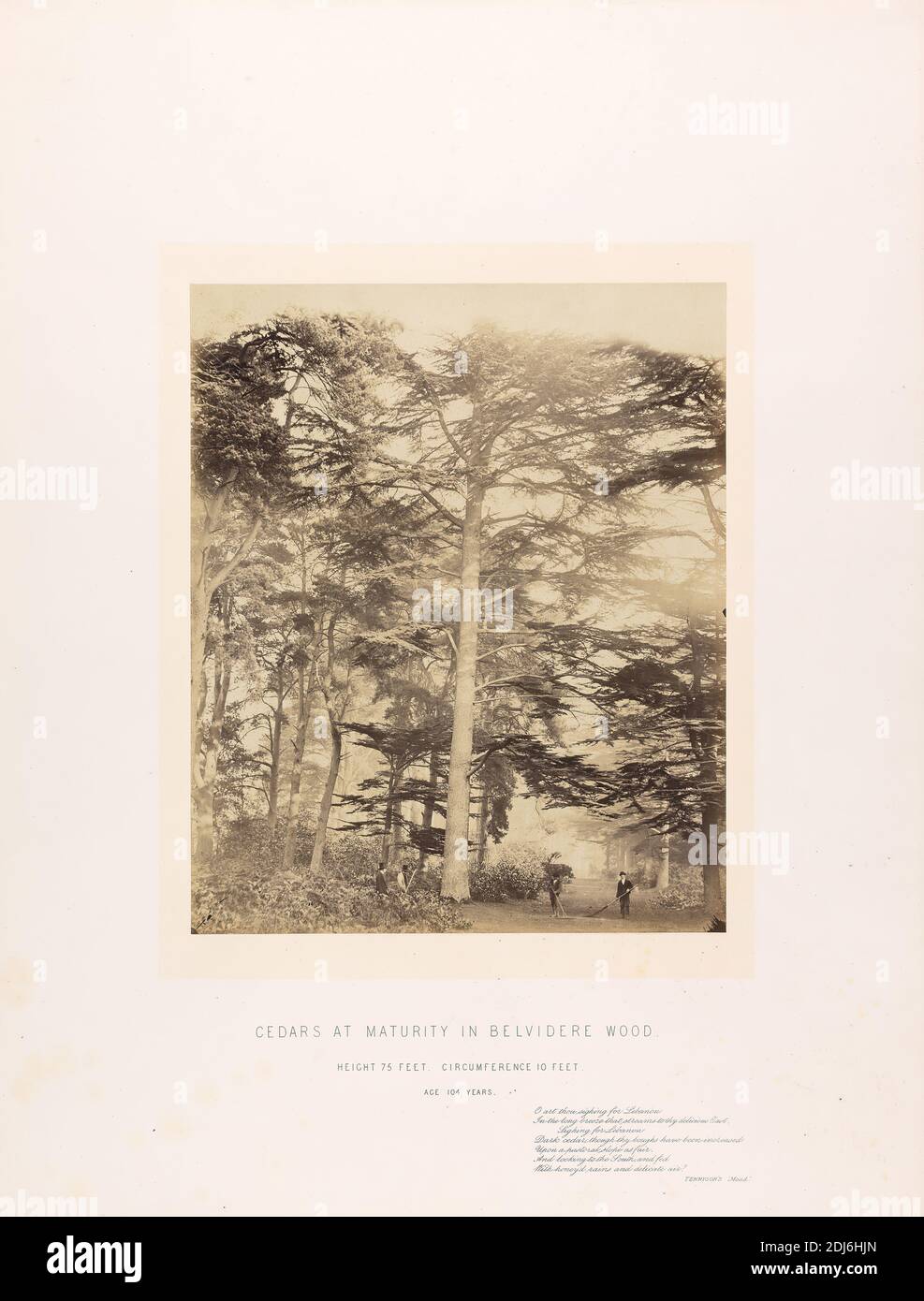 Zedern in der Reife in Belvidere Wood, Alter 104 Jahre, William Bambridge, 1819–1879, britisch, und James Sinclair Earl of Caithness, 1821–1881, britisch, 1864, Albumendruck aus nassem Kollodiumnegativ auf dünnem, glattem, cremefarbenem Wove-Papier, Blatt: 11 5/8 × 9 1/2 Zoll (29.5 × 24.1 cm) und Halterung: 22 3/8 × 16 7/8 Zoll (56.8 × 42.9 cm), botanisches Motiv, Landschaft, Bäume Stockfoto