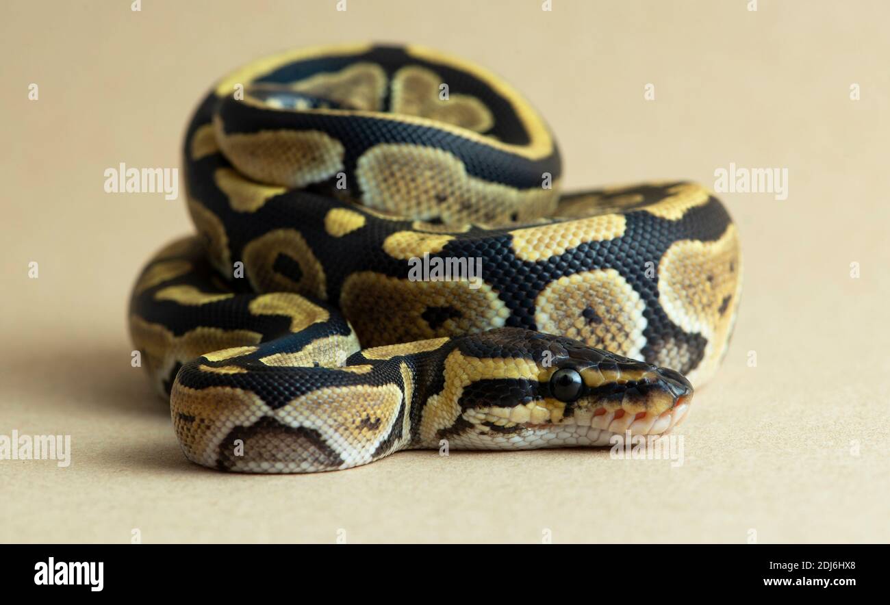 Reptil, Schlange, Python, Studio, isoliert, Tier, weiß, Ball, Tierwelt, wild, Hintergrund, Arten, Royal, gelb, Wirbeltieren, weißen Hintergrund, Stockfoto