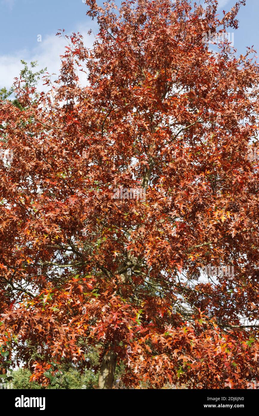 Quercus palustris im Herbst. Stockfoto