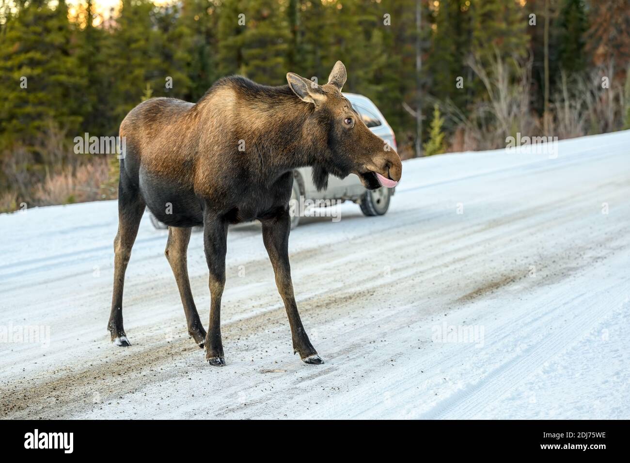 Elch (Alces alces) kann eine gefährliche Verkehrssituation erstellen durch die Kreuzung von der verschneiten Straße in Kanada Stockfoto