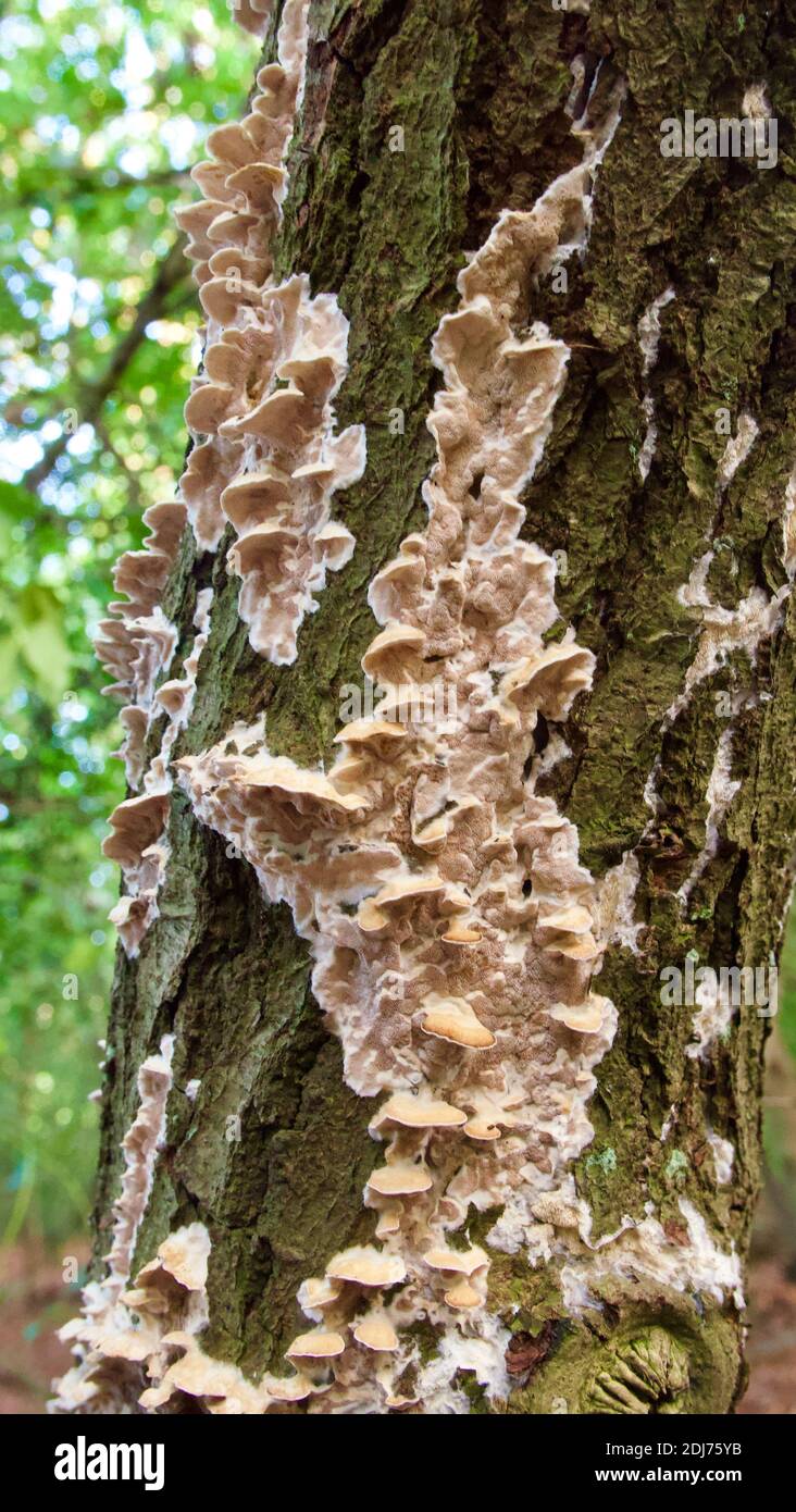 Portrait-Bild von Baumpilz oder Pilz auf grünen knorrigen Kofferraum Stockfoto