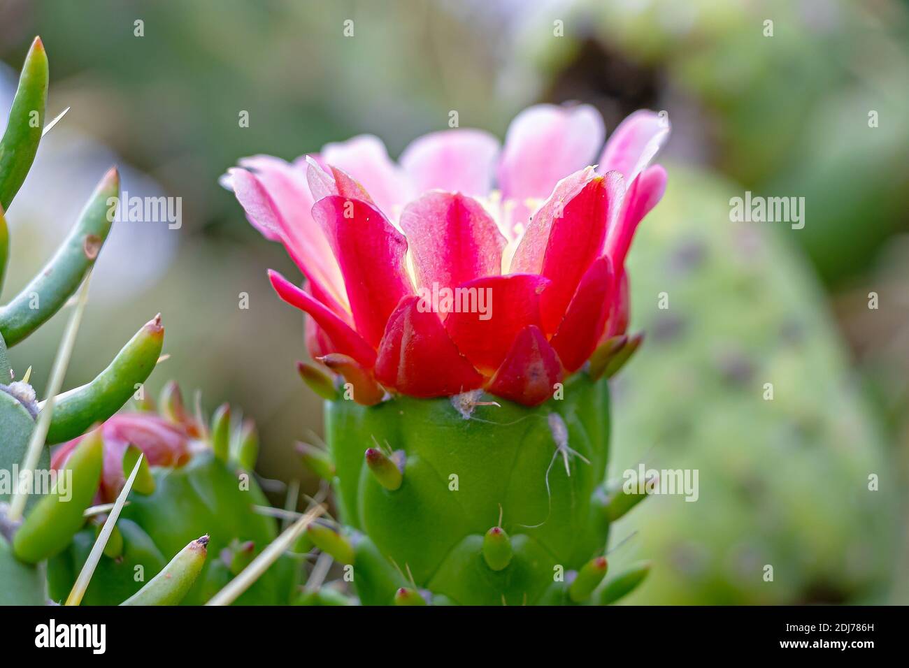 Schöne blühende Wüstenkaktusblüte Stockfoto