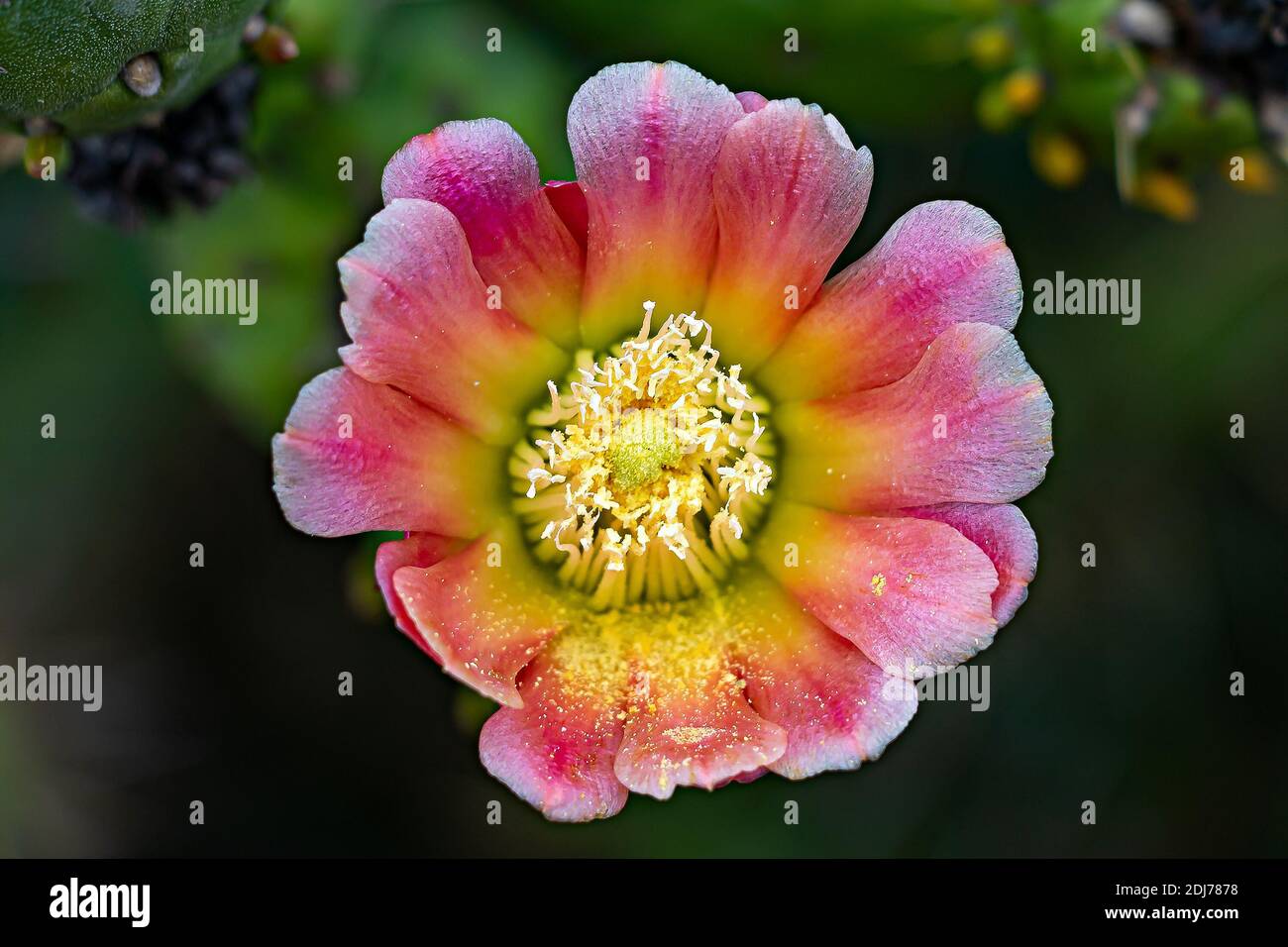 Schöne blühende Wüstenkaktusblüte Stockfoto