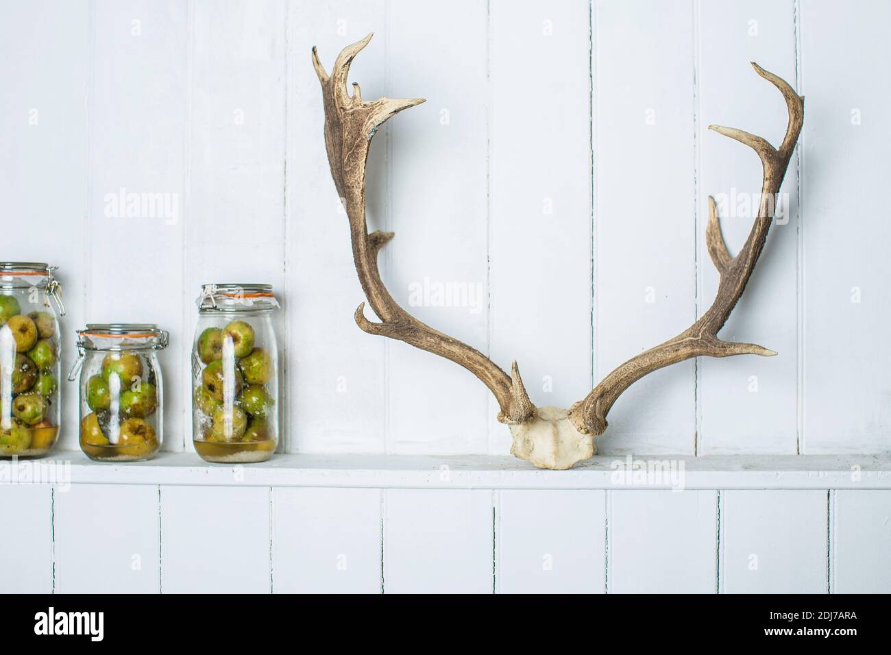 Rustikale Küche Lebensmittel Lagerung Anordnung fermentierte Äpfel, in Gläsern über weißem Holz Küchentheke und Hirschgeweih. Eatin reinigen Stockfoto