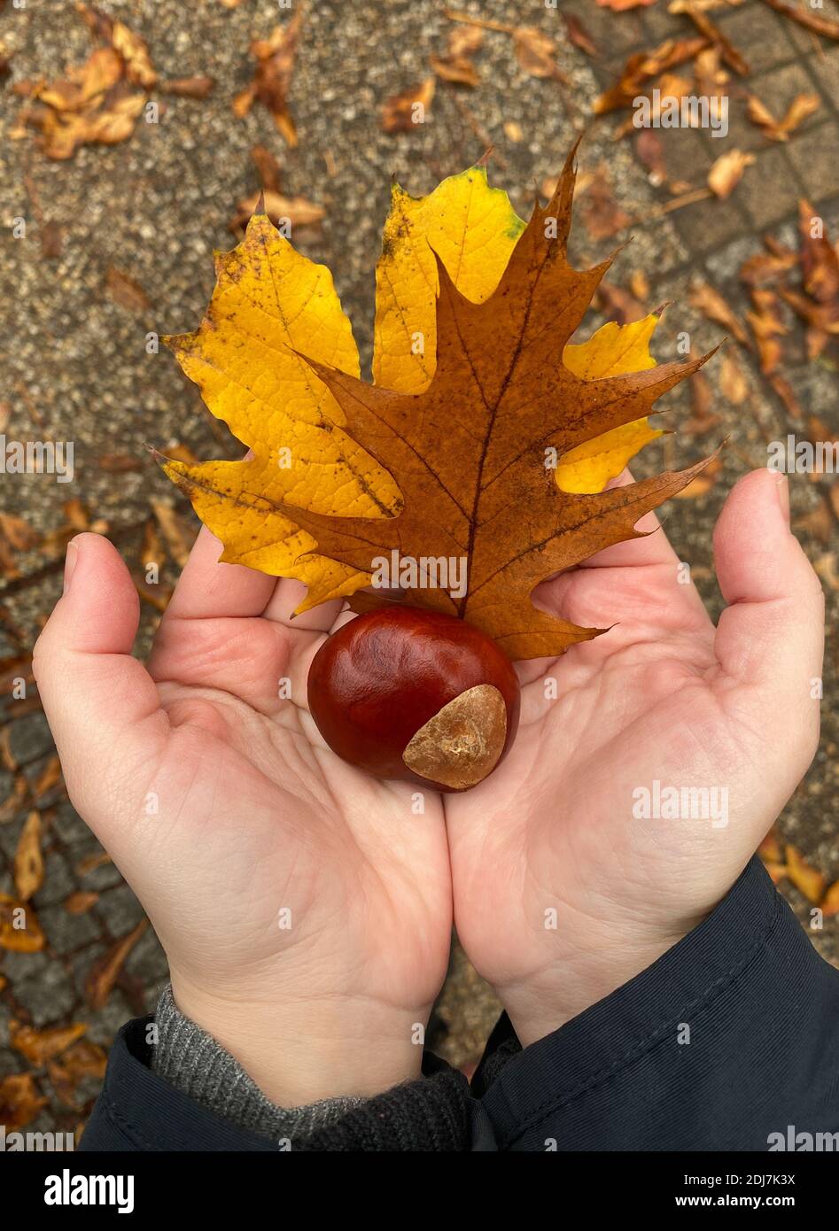 Gelbe Blätter der Eiche und Ahorn gut Kastanie liegen auf Die offenen Handflächen des Kindes Stockfoto