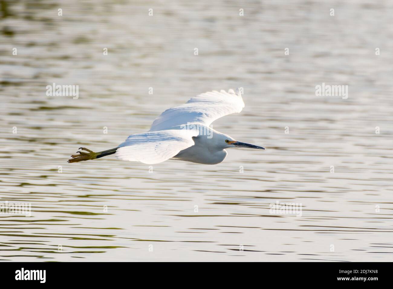 Weißreiher-Vogel breitet Flügel breit aus, um über die Wasseroberfläche des Teiches zum gegenüberliegenden Ufer zu gleiten. Stockfoto