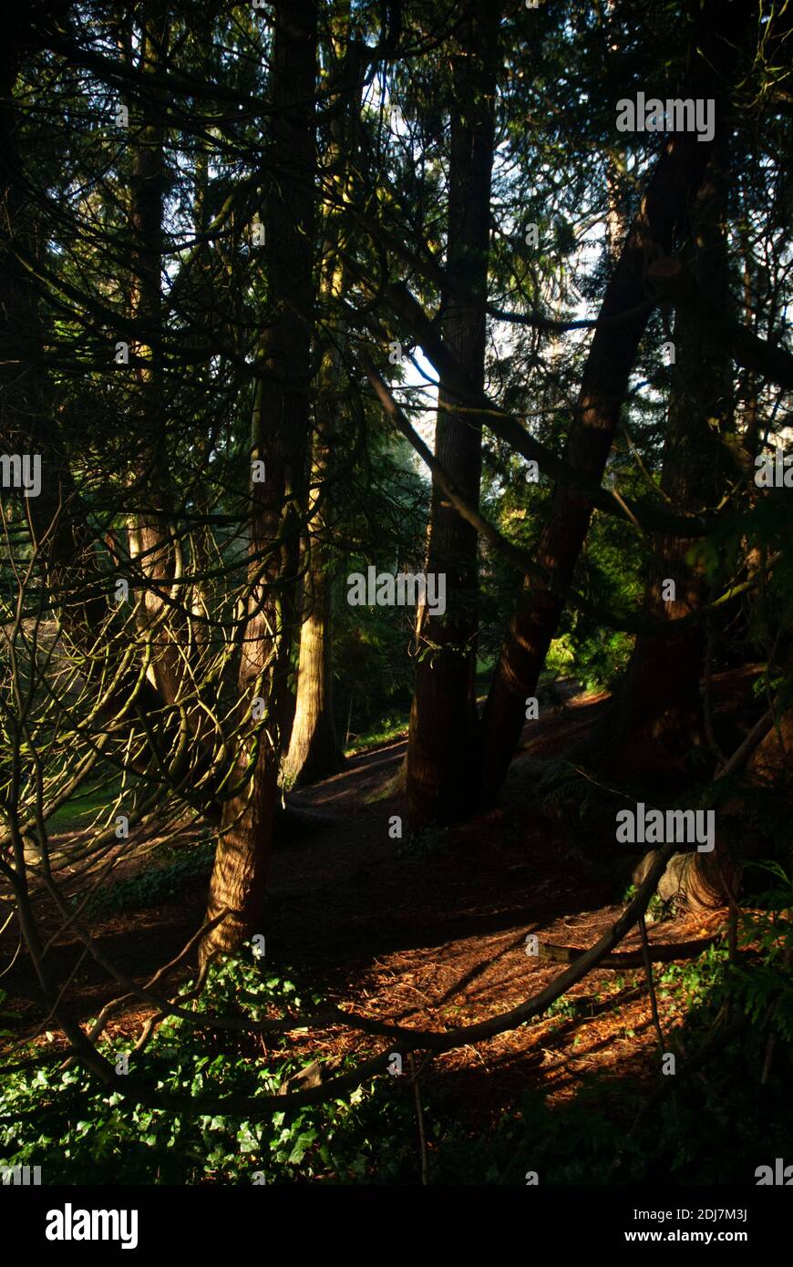 Am späten Nachmittag Sonnenlicht durch Bäume in der Great Dell im Woodland Abschnitt der Botanischen Gärten, Royal Victoria Park, Bath, England Großbritannien Stockfoto