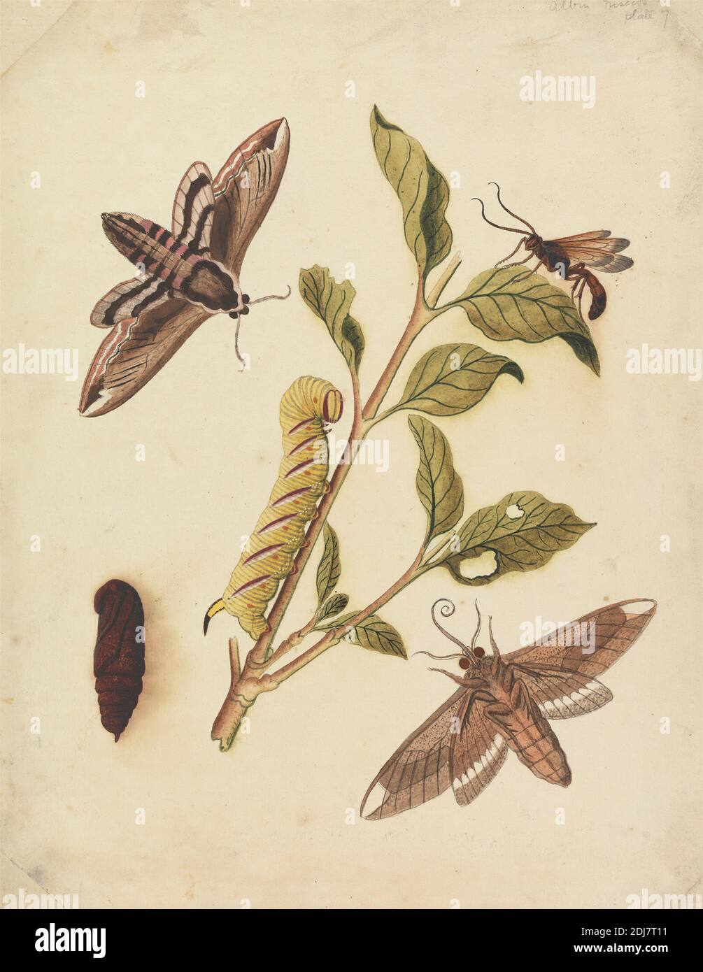 Privet Hawk Moths and Callajoppa Exaltatoria, Eleazar Albin, Active 1713–1759, British, 1720, Aquarell, Gouache und Graphit auf Medium, leicht strukturiert, cremefarbenes Papier, Blatt: 10 5/8 × 8 1/4 inches (27 × 21 cm), Tierkunst, Raupen, Insekten, Blätter, Motten Stockfoto