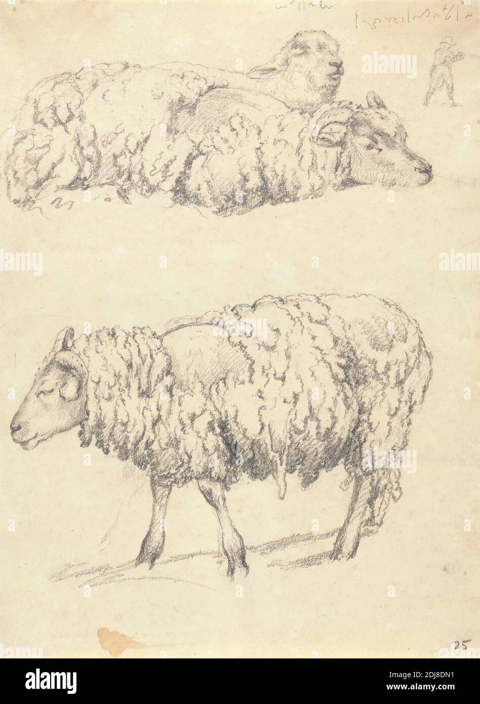 The Shearing, Robert Hills, 1769–1844, britisch, undatiert, Graphit auf Medium, leicht strukturiert, cremefarbenes Wove-Papier, Blatt: 8 5/8 x 6 3/8 Zoll (21.9 x 16.2 cm), Tierkunst, Scheren, Schafe Stockfoto